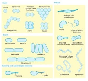 bentuk-bakteri