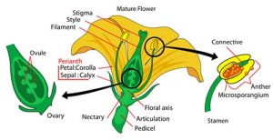 diagram-organ-bunga