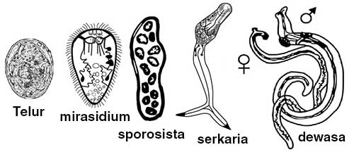 tahap-larva-trematoda