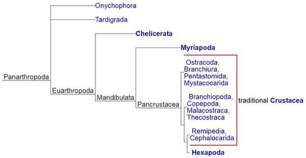 bagan-filogenetik-arthropoda