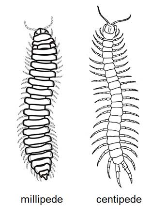 Karakteristik Dan Klasifikasi Myriapoda • Tentorku