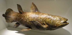 model-coelacanth
